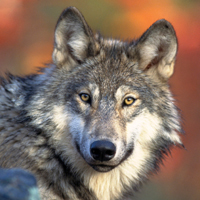 wolf