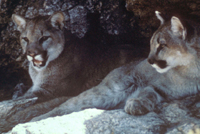 cougars