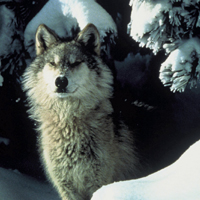 wolf snow
