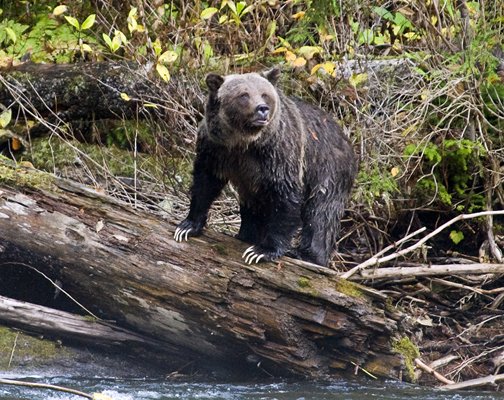 Grizzly