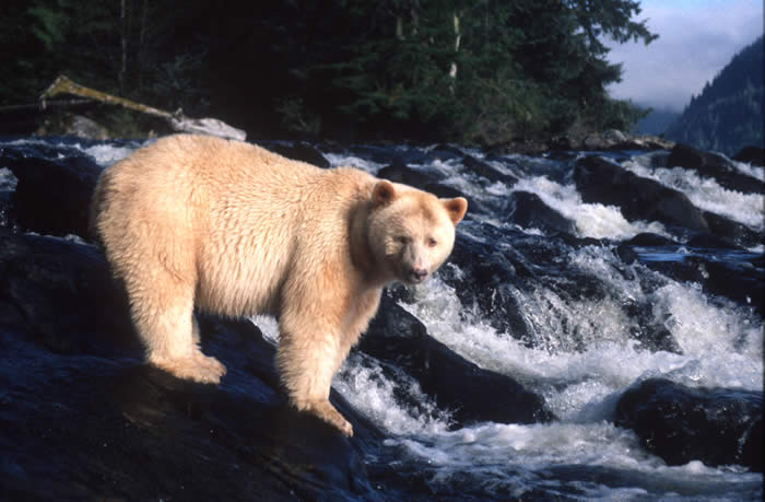 spirit bear