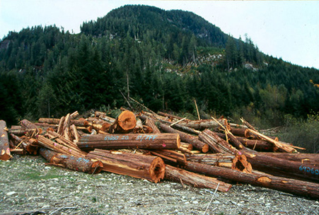 slash pile