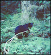 Black Kermode Bear