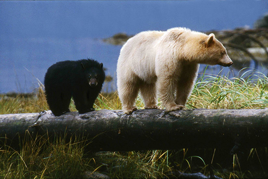 Spirit Bear Mother and Cub