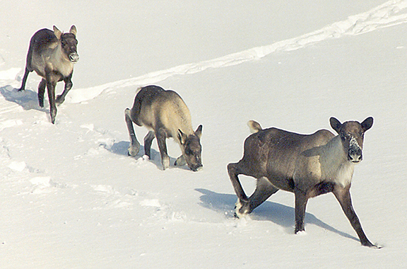 Caribou Cow and Calves