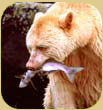 White spirit bear with salmon.