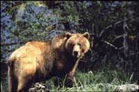 wildlife_grizzly