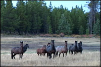 wildlife_horses