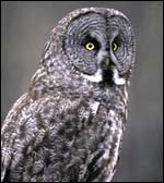 wildlife_owl