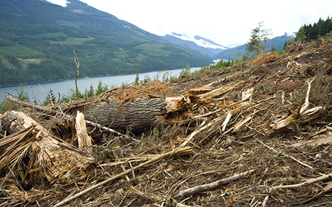 Summer 2015 logging of old growth hemlock forests by BC Timber Sales in unprotected mountain caribou habitat on the west side of Trout Lake Summer 2015 logging of old growth hemlock forests by BC Timber Sales in unprotected mountain caribou habitat on the west side of Trout Lake