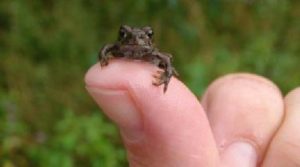 Baby Toad