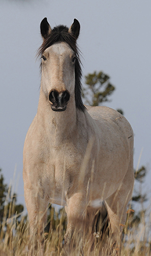 Wild Horses at risk in proposed predator-prey reduction in the Chilcotin -  Valhalla Wilderness Society