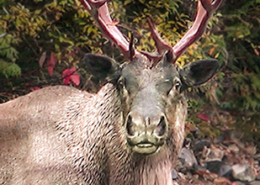 mountain caribou temperate rainforest inland BC