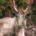 mountain caribou temperate rainforest inland BC