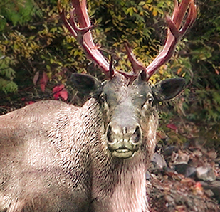 mountain caribou temperate rainforest inland BC
