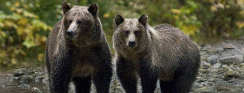 Brown Bears Of The World: Grizzly Present, Ominous Future